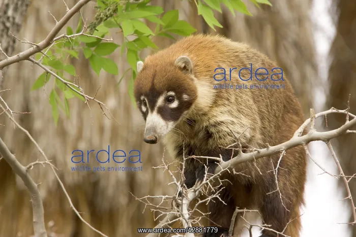 : White-nosed Coati : White-nosed Coati