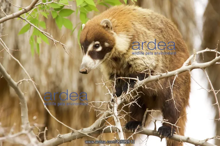 : White-nosed Coati : White-nosed Coati