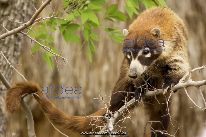 : White-nosed Coati : White-nosed Coati