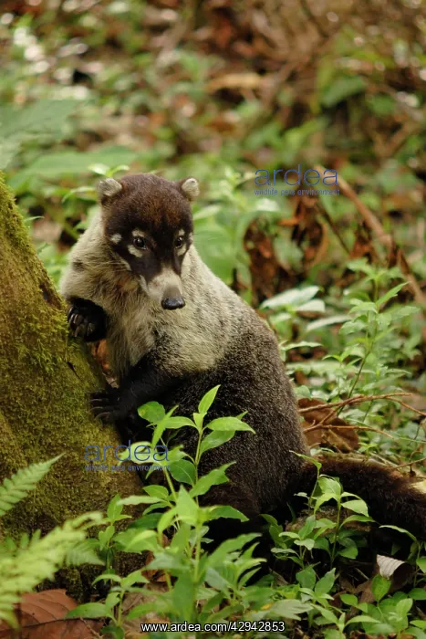 : White-nosed Coati : White-nosed Coati