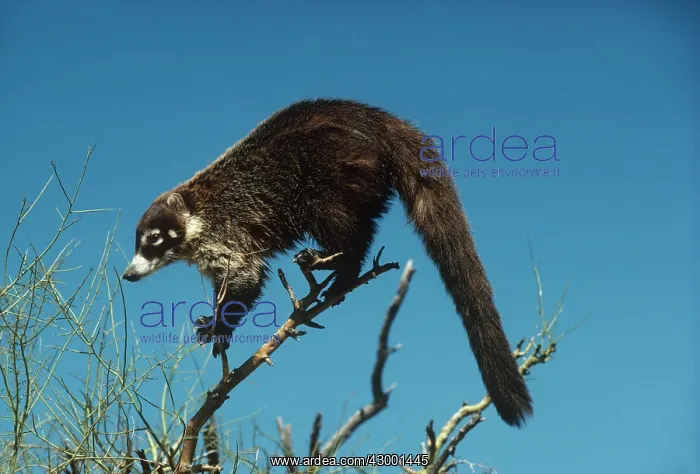 : White-nosed Coati : White-nosed Coati