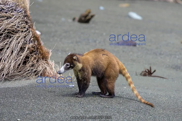 : White nosed coati (Nasua narica), Corcovado National : White nosed coati (Nasua narica), Corcovado National