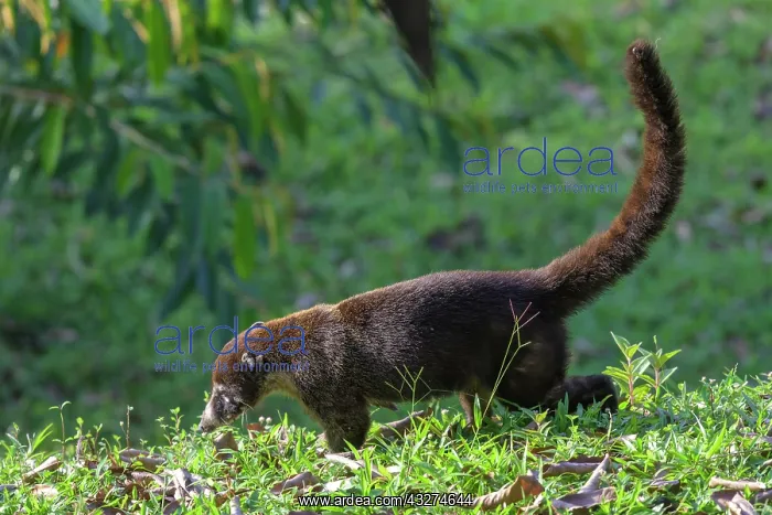 : White nosed coati (Nasua narica), Laguna del Lagarto : White nosed coati (Nasua narica), Laguna del Lagarto
