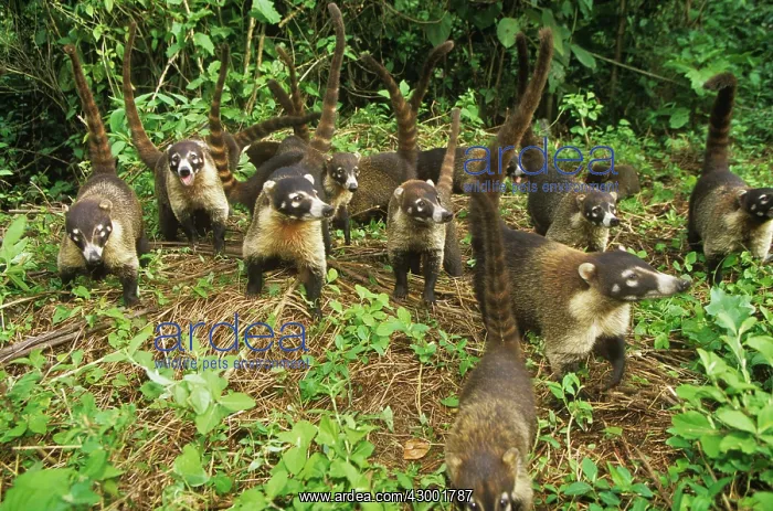 : White-nosed Coati - troop walking with tails up in air : White-nosed Coati - troop walking with tails up in air