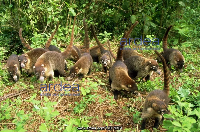 : White-nosed Coatimundi - group : White-nosed Coatimundi - group