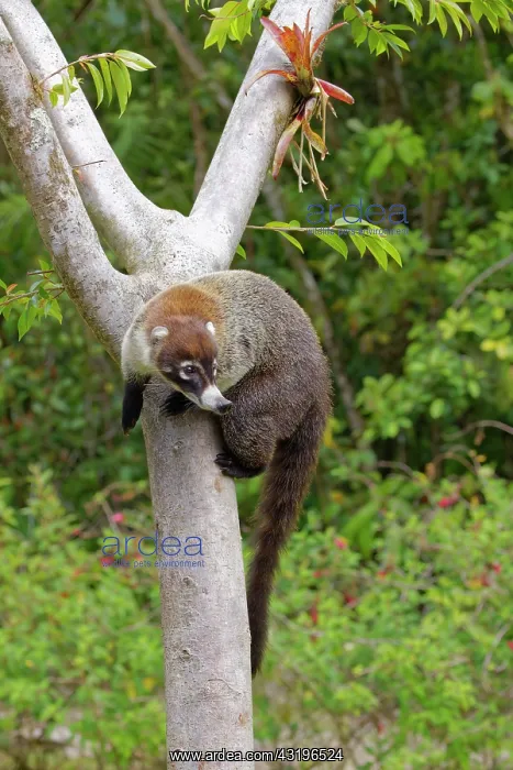 : White Nosed Coatimundi Nasua nasua Alajuela, Costa Rica MA00 : White Nosed Coatimundi Nasua nasua Alajuela, Costa Rica MA00