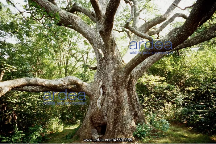 : White Oak - so called wolf tree : White Oak - so called wolf tree