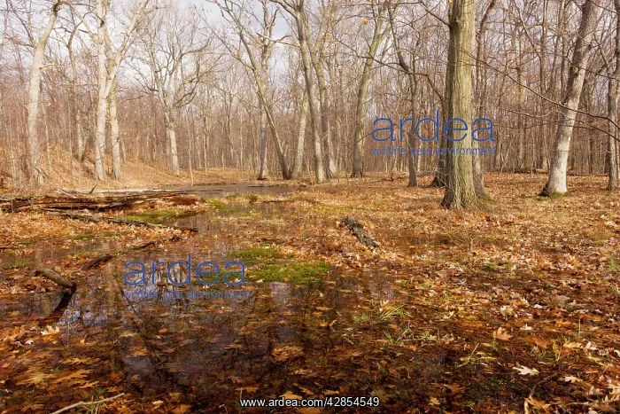 : White Oak and Northern Red Oak woodland : White Oak and Northern Red Oak woodland