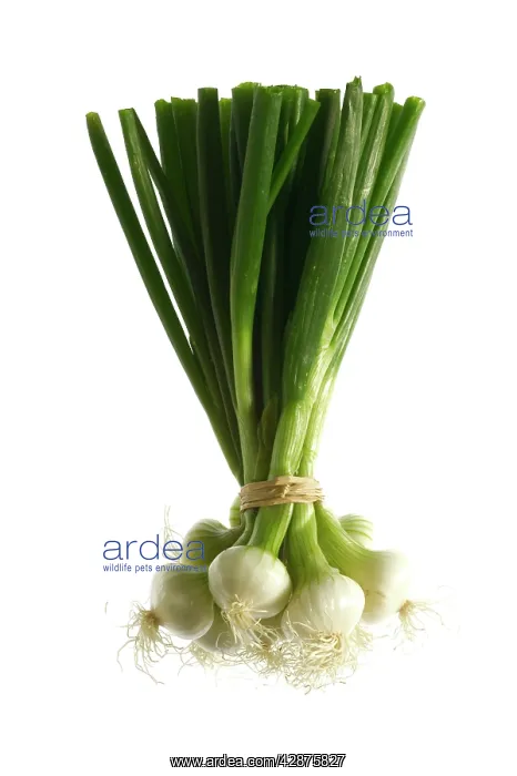  : White Onion  /  Spring Onions