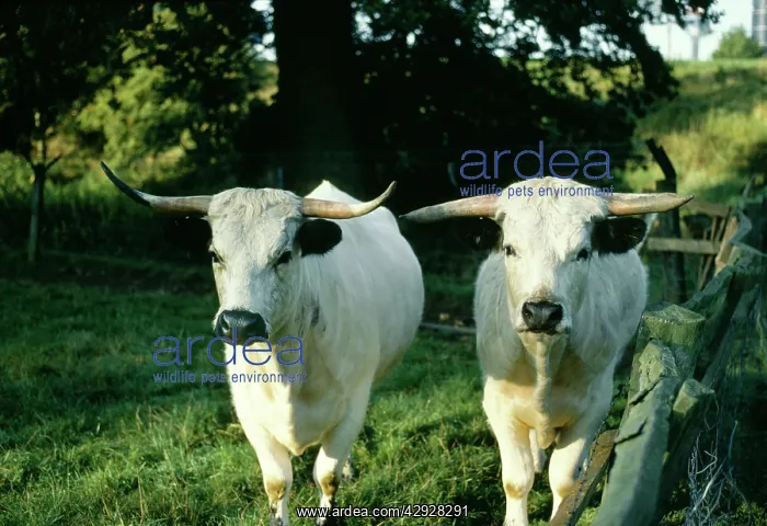  : WHITE PARK CATTLE