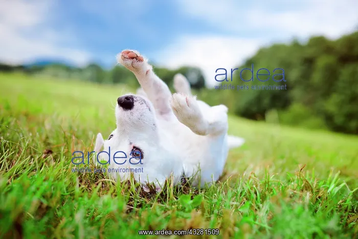 : White Parson Russell Terrier lies on his back in : White Parson Russell Terrier lies on his back in