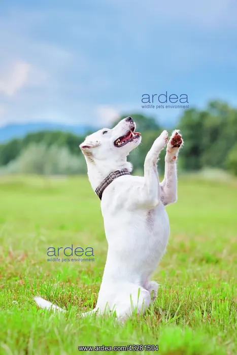 : White Parson Russell Terrier sitting up and begging : White Parson Russell Terrier sitting up and begging