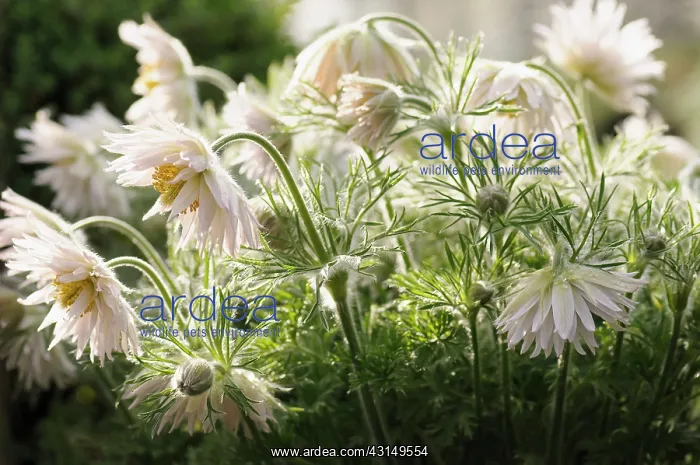 : White Pasque flower, Pulsatilla, Pulsatilla vulgaris : White Pasque flower, Pulsatilla, Pulsatilla vulgaris