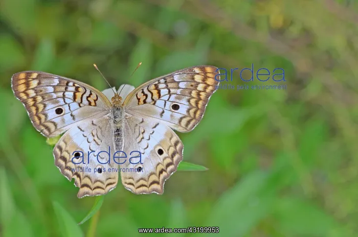 : White Peacock Butterfly : White Peacock Butterfly