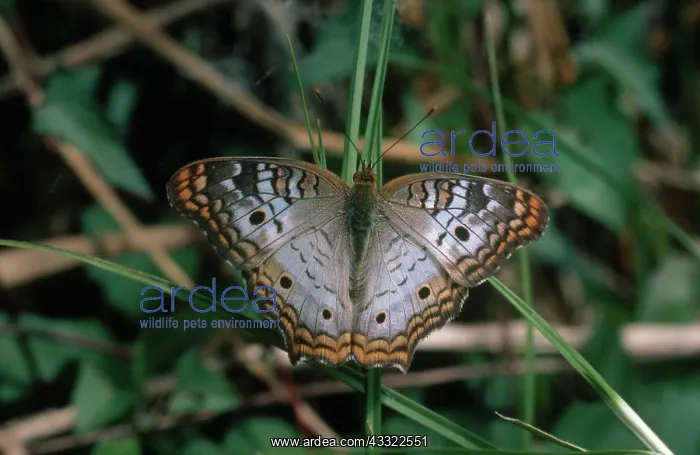 : White Peacock Butterfly : White Peacock Butterfly