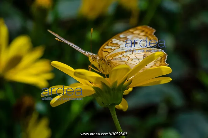 : White Peacock butterfly (Anartia jatrophae). Found : White Peacock butterfly (Anartia jatrophae). Found