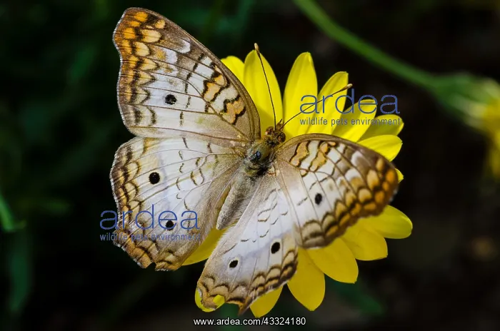 : White Peacock butterfly (Anartia jatrophae). Found : White Peacock butterfly (Anartia jatrophae). Found