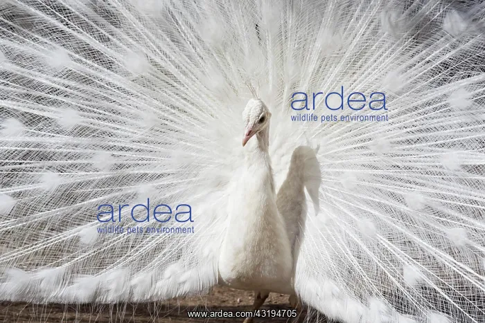: White Peacock (Pavo cristatus) displaying, courtship : White Peacock (Pavo cristatus) displaying, courtship