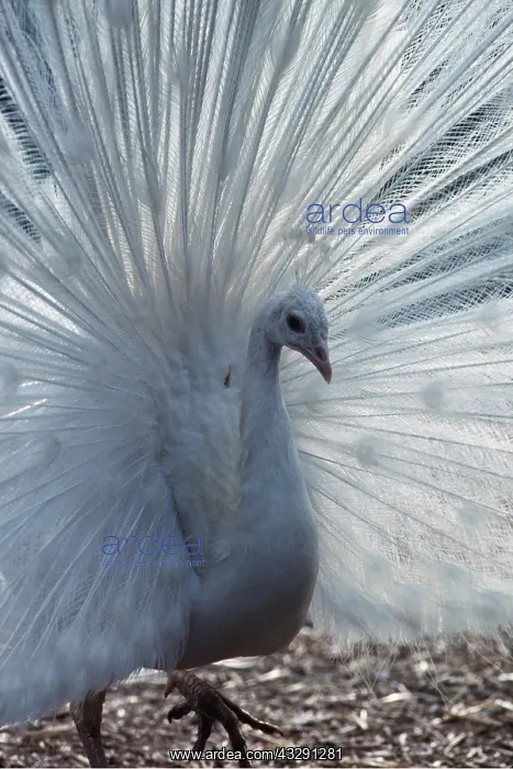 : White PEACOCK / PEAFOWL - displaying : White PEACOCK / PEAFOWL - displaying