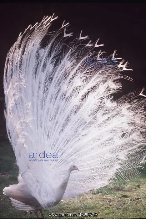 : White PEACOCK / PEAFOWL - male displaying, side view : White PEACOCK / PEAFOWL - male displaying, side view