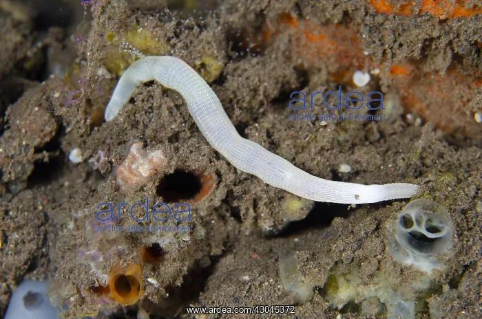 : White Peanut (aka Sipunculid) Worm - Melasti dive : White Peanut (aka Sipunculid) Worm - Melasti dive