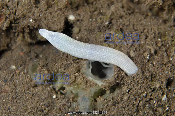 : White Peanut (aka Sipunculid) Worm - Melasti dive : White Peanut (aka Sipunculid) Worm - Melasti dive