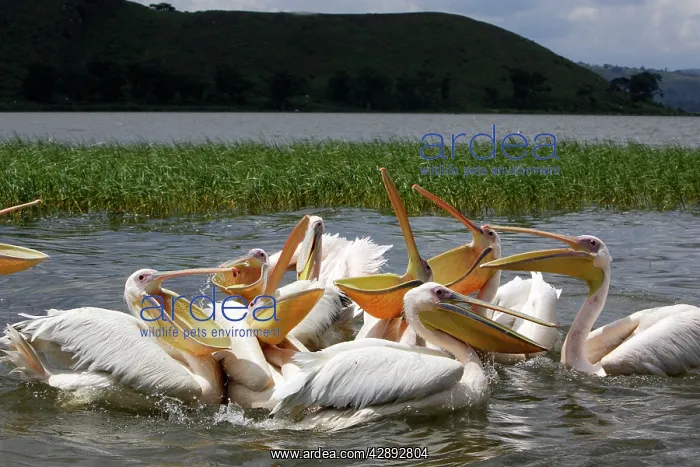 : White Pelican : White Pelican