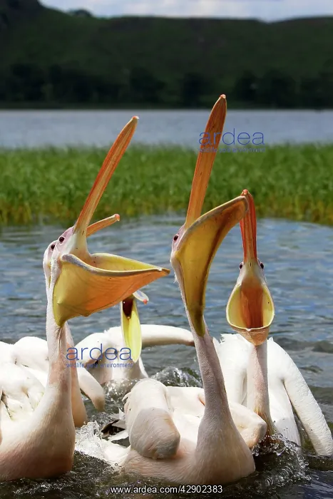 : White pelican : White pelican