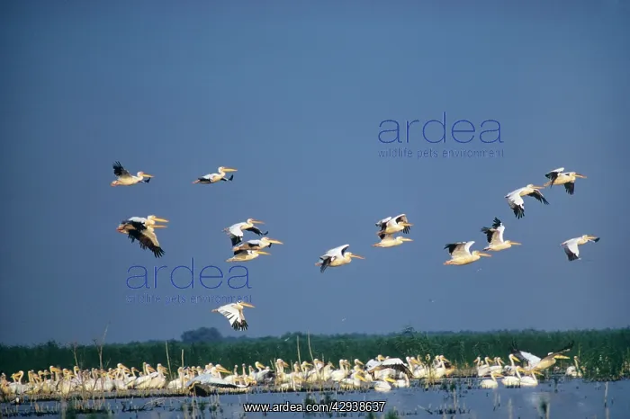  : White Pelican