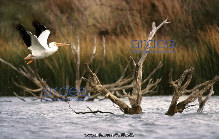 : White pelican : White pelican