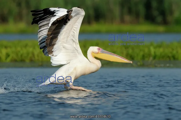 : White Pelican : White Pelican