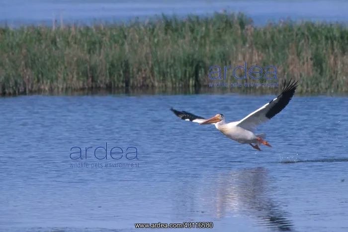 : White Pelican