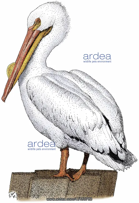 : White Pelican : White Pelican