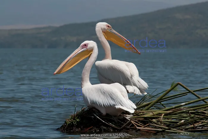 : White pelican : White pelican