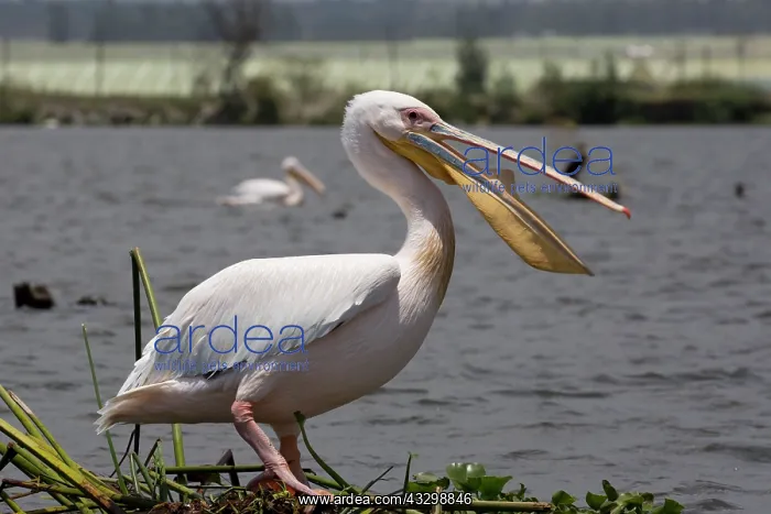 : White Pelican : White Pelican