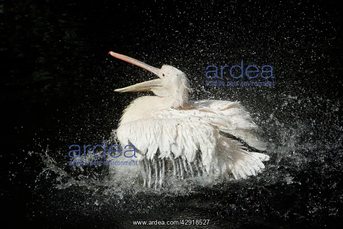 : White Pelican - bird bathing in lake : White Pelican - bird bathing in lake