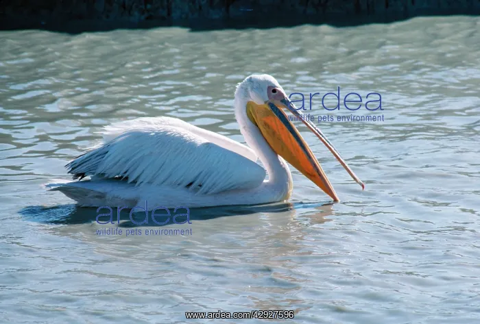 : White Pelican - fishing : White Pelican - fishing