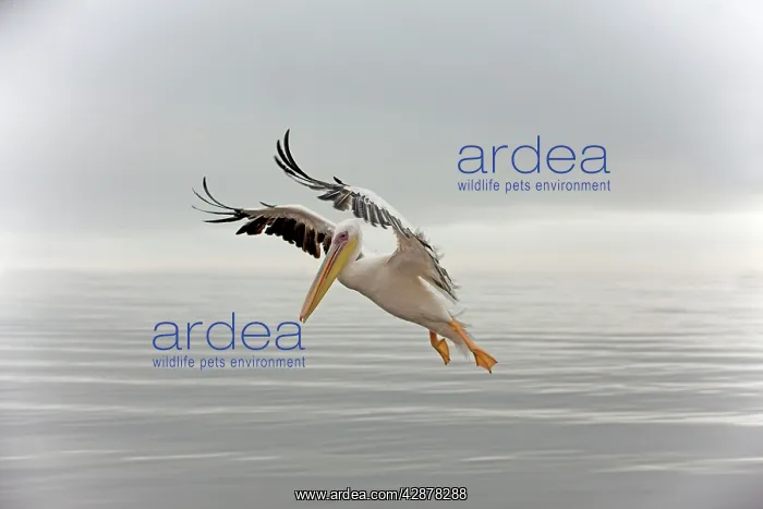: White Pelican - in flight : White Pelican - in flight