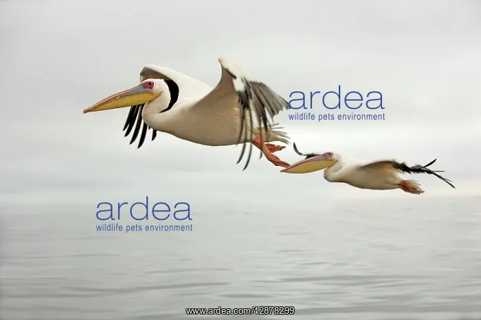  : White Pelican - in flight