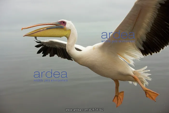 : White Pelican - in flight : White Pelican - in flight