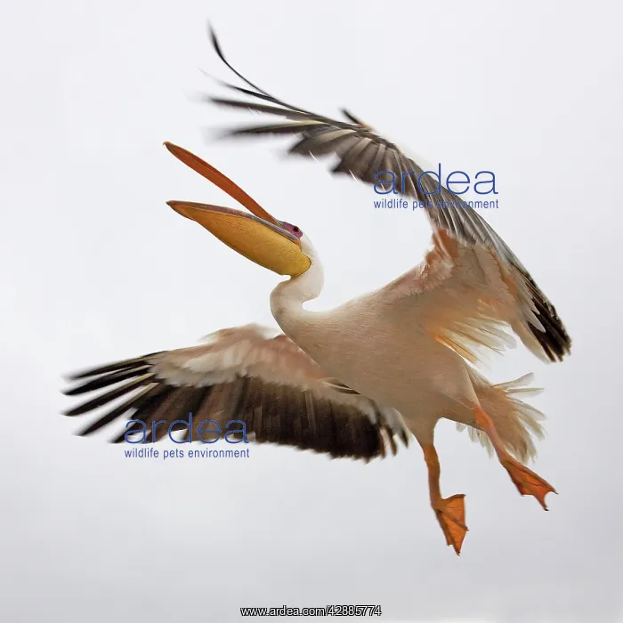 : White Pelican - in flight : White Pelican - in flight