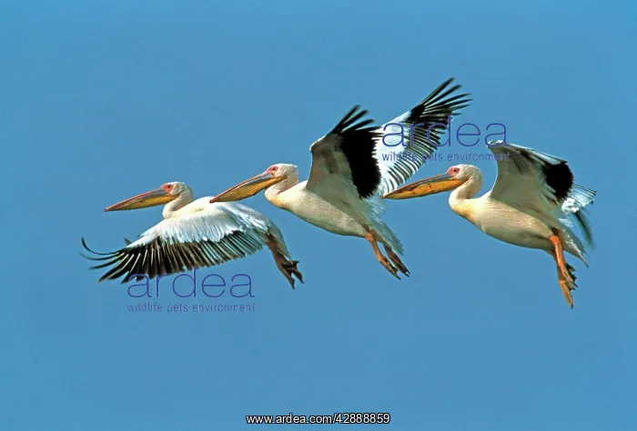 : White Pelican - three in flight : White Pelican - three in flight