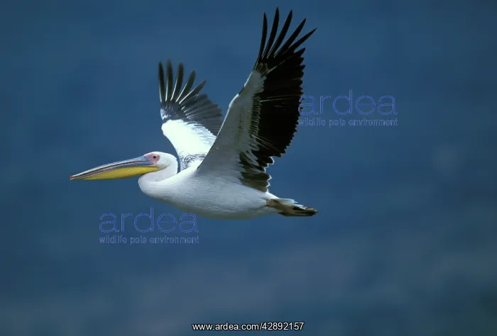 : White Pelican - in flight : White Pelican - in flight
