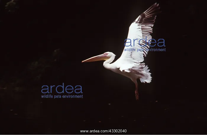  : WHITE PELICAN - in flight