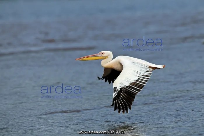 : White Pelican in flight, Lake Nakuru National : White Pelican in flight, Lake Nakuru National