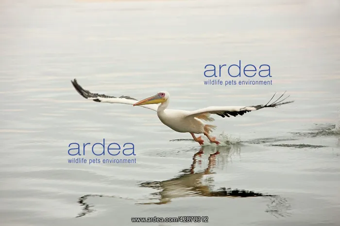 : White Pelican - in flight landing on water : White Pelican - in flight landing on water