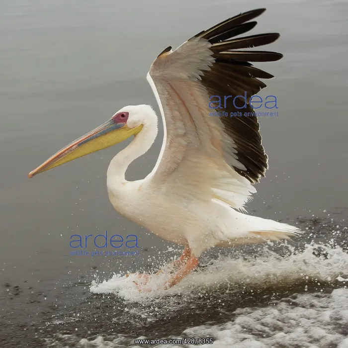 : White Pelican - in flight landing on water