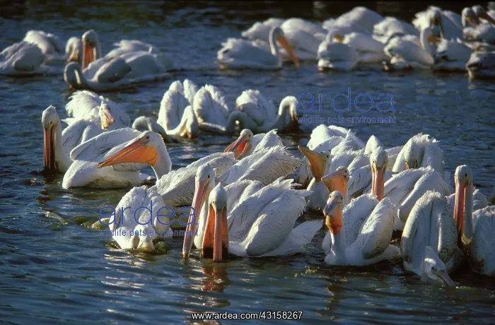 : White Pelican flock Feeding : White Pelican flock Feeding