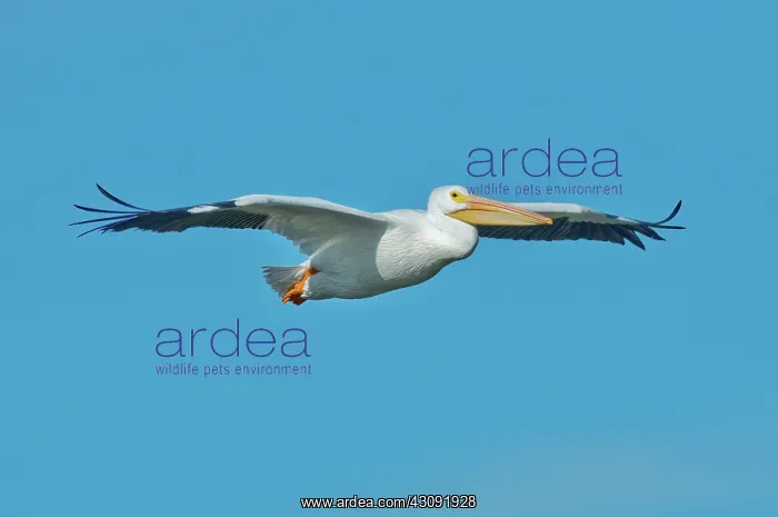 : White Pelican gliding : White Pelican gliding