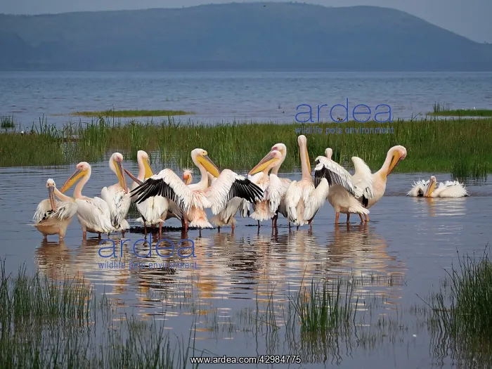 : White Pelican - group : White Pelican - group